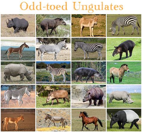odd toed ungulate|Odd.